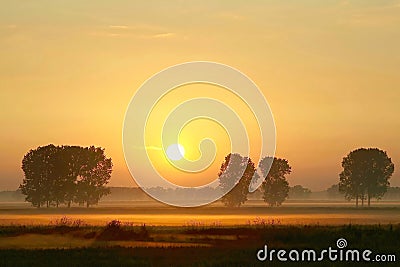 Summer sunrise with trees in the fog Stock Photo