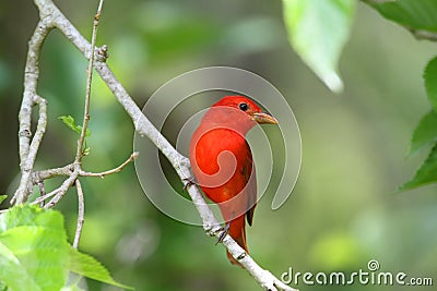 Summer Tanager Stock Photo