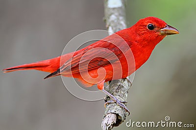 Summer Tanager Stock Photo