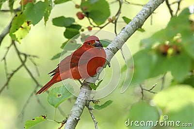 Summer Tanager Perched in a Tree Stock Photo