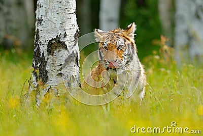 Summer with tiger, hidden in grass. Tiger with pink and yellow flowers. Siberian tiger in beautiful habitat. Amur tiger sitting in Stock Photo