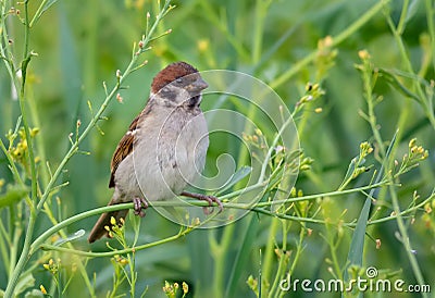 Summer time eurasian tree sparrow posing in greeny grass plants for a decent portrait Stock Photo