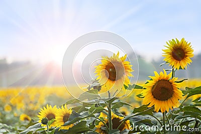 Summer time: Three sunflowers at dawn Stock Photo