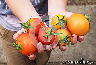 Summer tomatoes Stock Photo