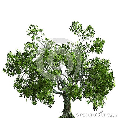 Summer tree 3d illustration isolated on white background Cartoon Illustration