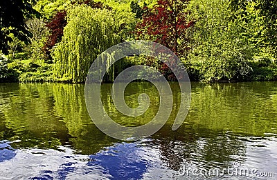 Summer Trees reflected in the River Thames at Goring Stock Photo