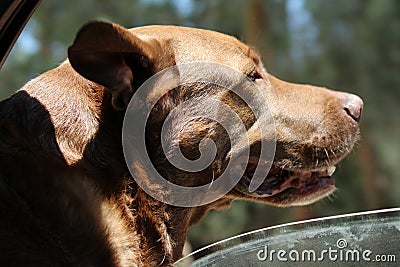 Labrador dog in a car window. Stock Photo
