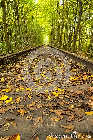 Summer Tunnel of Love in Ukrainian Klevan Park Stock Photo