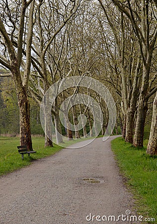 Summer tunnel of trees Stock Photo