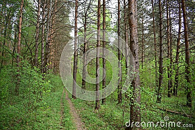 In summer under the pine trees, plenty of air to breathe, forest green ocean of the earth Stock Photo