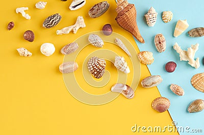 Summer vacation composition idea, seashells on blue and yellow background Stock Photo
