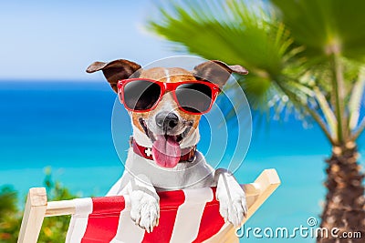 Summer vacation dog Stock Photo