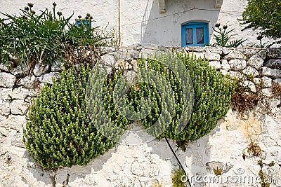 Summer vegetation on the wall of Greek house Stock Photo