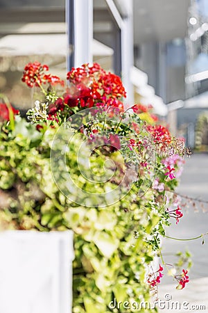 Summer veranda of the cafe decorated with flowers. Vertical Stock Photo