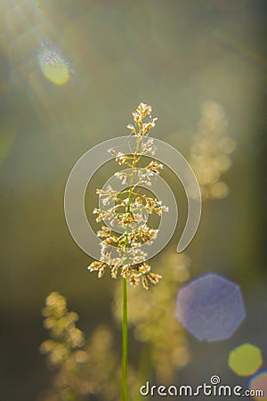 Summer vibes grass with flare and beautiful bluur background Stock Photo