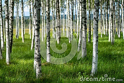 Summer view of a grove of birch trees with green grass forest f Stock Photo