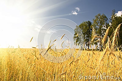 Summer view of ripe wheat Stock Photo