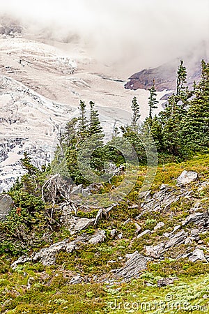 summer views of alpine meadow edge where it meets the glacial mountain side Stock Photo