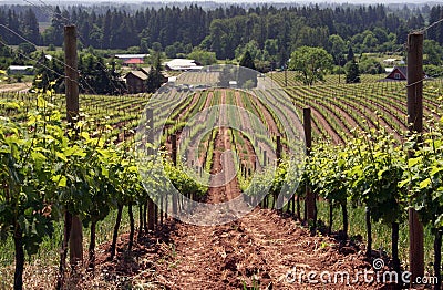 Summer Vineyard Stock Photo