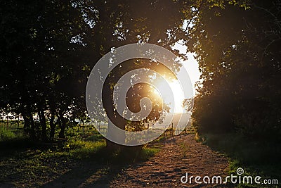 Summer vineyard behind trees in south Moravia, Czech Republic Stock Photo