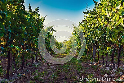 Summer vineyard at sunset Stock Photo