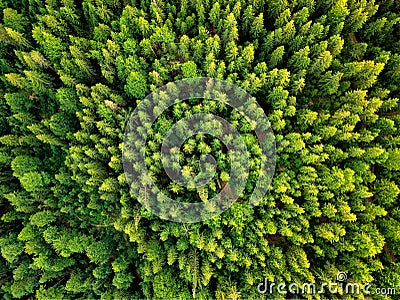 Summer warm sun light forest aerial view Stock Photo