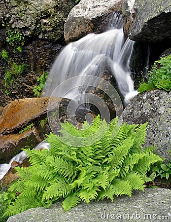 Summer waterfall with fern Stock Photo