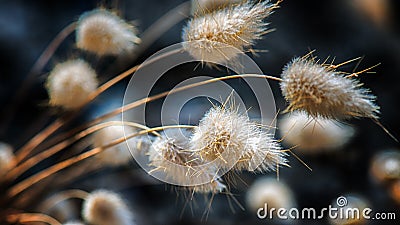 Summer weeds macro Stock Photo