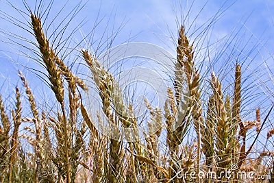 Summer Wheat Stock Photo