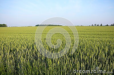 Summer wheat Stock Photo