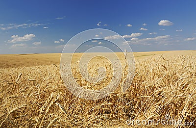 Summer wheat field Stock Photo