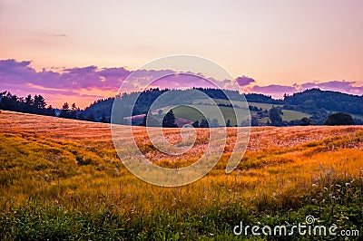 Summer wheat field Stock Photo