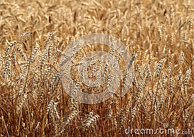 Summer Wheat Stock Photo