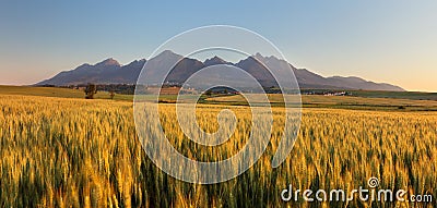 Summer wheat field in Slovakia, Tatras Stock Photo