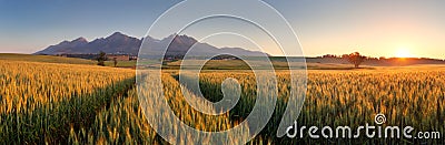 Summer wheat field in Slovakia, Tatras Stock Photo