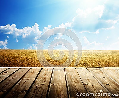 Summer wheat fieldn floor Stock Photo