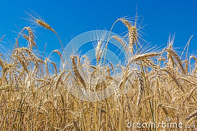 Summer wheat golden yellow wheat with clear blue sky close up Stock Photo
