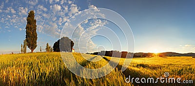 Summer wheat panorama Stock Photo