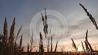 Summer wheat sunset Stock Photo