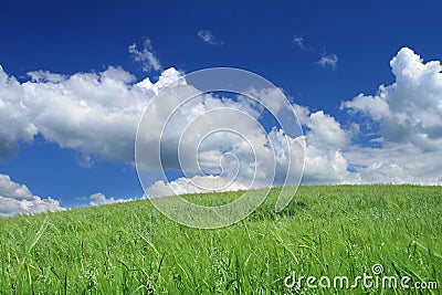 Summer wild field Stock Photo