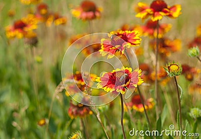Wild field with beautiful feral Indian blanket flowers Stock Photo