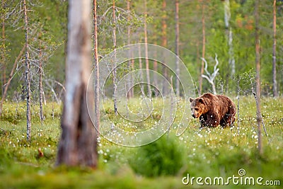 Summer wildlife, brown bear. Dangerous animal in nature forest and meadow habitat. Wildlife scene from Finland near Russian border Stock Photo