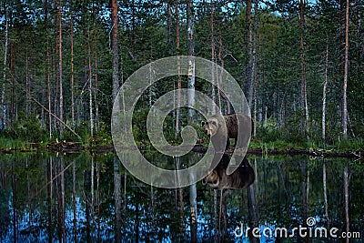 Summer wildlife, brown bear, mirror lake reflection. Dangerous animal in nature forest and meadow habitat. Wildlife scene from Stock Photo