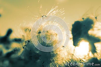 Summer wind on the field. Flowers and seeds, fluffy, blows the wind. Stock Photo