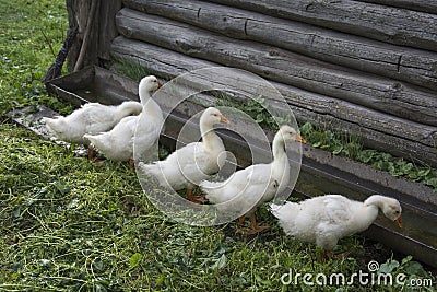 In the summer in the yard five little goslings drink water fro Stock Photo