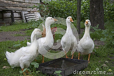 In the summer in the yard four little goslings drink water from Stock Photo