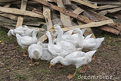 In the summer in the yard nine little goslings drink water fro Stock Photo