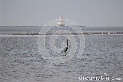 Summerside Water-view with Great Blue Heron Stock Photo