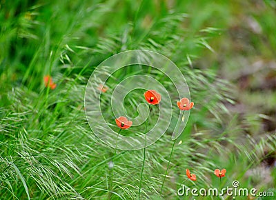 Poppies dance in the wind between the blades of grass Stock Photo