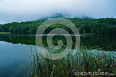 A Foggy View of reeds by Abbott Lake, Peaks of Otter Stock Photo